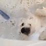 可爱金毛犬喜欢“泡澡” 享受按摩和泡泡(图)