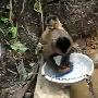 公猴当族群“保姆” 酷爱刷盆洗碗带小猴(图)