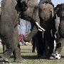 尼泊尔大象足球赛 庞然大物秀出“灵巧”(图)