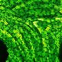 美科学家使用数百万细菌创建“活体霓虹灯”