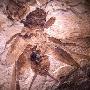 蟋蟀化石证明昆虫听力起源早于5000万年前