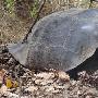 百年前灭绝陆龟重现赤道附近火山岛屿(图)