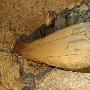 埃及古墓发现3000年前女歌手木乃伊(图)