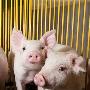 美国农业部证实猪饲料抗生素养出“细菌猪”