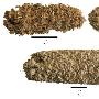 墨西哥沿海发现6700年前古代秘鲁爆米花(图)