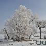 塔里木盆地出现罕见“雾凇”景观(图)