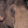 荷兰动物园为44岁大象戴超大号隐形眼镜(图)