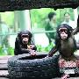 广州开设动物幼儿园 非洲小黑猩猩能听懂粤语
