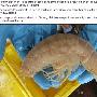 新西兰发现世界上最大深海虾 体长28厘米(图)