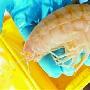 新西兰海域7000米深海捕获“超级大个子”