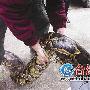 福建山林发现重82斤巨蟒 群众争睹(图)