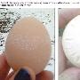 英国一母鸡下蛋能预报天气 蛋壳花纹成晴雨表