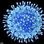 科学家警告H5N1病毒变体或将致一半人类死亡