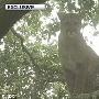 牧羊犬围攻美洲狮 逃到树上“避难”(图)