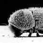 奇特钻孔甲虫的秘密武器：“剽窃”细菌基因