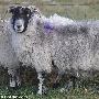世界“最长寿”绵羊不幸坠崖身亡 享年26岁