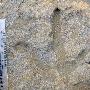 澳大利亚发现南极恐龙足迹群 身形大小迥异