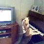 芬兰一小狗能弹琴哼唱 网友戏称堪比贝多芬