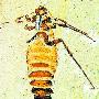 中生代跳蚤是现代跳蚤的10多倍 大如蟑螂