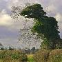 英国一棵大树外形奇特 酷似恐龙捕食(图)