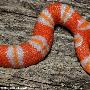 美国佛罗里达野生动物中心孵化出一条双头蛇