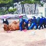 青岛动物园一骆驼难产 20小时连夜抢救(图)