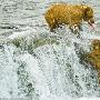 灰熊缺少食物下河捕鱼 动作敏捷场面壮观