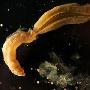 深海双翼蠕虫新物种 成为首例外生卵巢动物