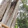 台湾鹿林山脚下“神木树“年龄超2700岁(图)