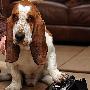 宠物犬被线缠脖命悬一线 意外拨通电话求救