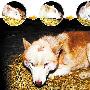 山东枣庄捕获“野狼”鉴定为哈士奇宠物犬