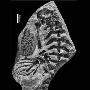 古生物学家发现了2.8亿年前中龙胚胎化石