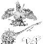 鸟类飞行演化或与迅猛龙独特的捕食行为有关