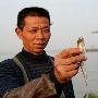 长江刀鱼每斤8000元 过度捕捞10年后或绝迹