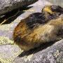科学家在挪威峡湾发现长有剑齿的旅鼠化石