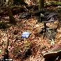日本富士山自杀森林：每年发现百具尸体