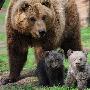 三只棕熊宝宝德国亮相 憨态可掬似泰迪公仔