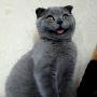 俄小猫走红网络 被誉为“世界上最可爱猫咪”