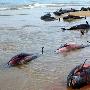 秘鲁开始着手调查数百头海豚集体死亡原因