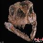 中国发现蜥脚类恐龙祖先 或揭示进化谜团