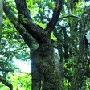 湖南南岳衡山新发现两株极危野生绒毛皂荚