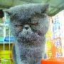 招财猫月赚2000块 每月只需“成亲”两次