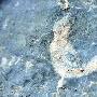 广东连州发现实物化石群 距今至少数千万年