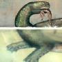 科学家发现巨型乌龟化石 曾以捕食鳄鱼为生