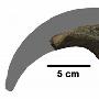 澳大利亚发现高分异度兽脚类恐龙化石群