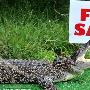 澳大利亚一鳄鱼当宠物出售为买主看家护院