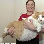 世界最胖猫纪录被刷新 “加菲”重达18公斤