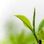 专家利用X射线可看到植物光合作用分子结构