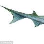 美国生物学家发现人类进化自“史前鲨鱼”