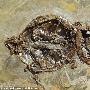 科学家发现5000万年前保持交配姿势的龟化石